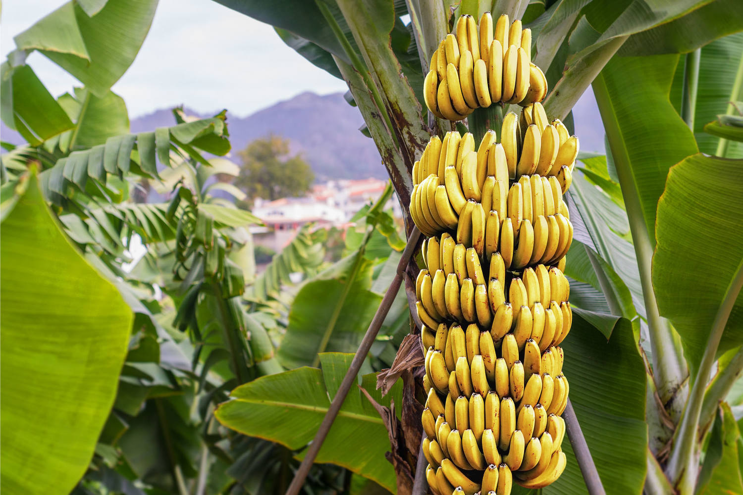 Bananen Turbana doos 18 kilogram 2
